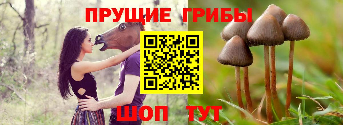 Галлюциногенные грибы Psilocybe Сургут